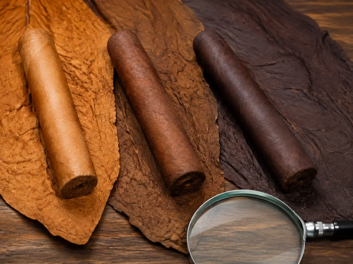 茄衣色澤受品種、日照、發酵與加工影響,不能單靠深淺判斷強度(Rosemama-san 原創)