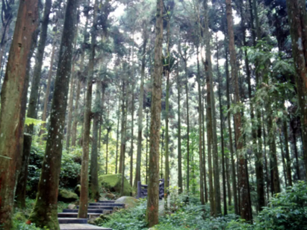 南投縣山上夜景推薦｜清境、溪頭與猴探井指南封面