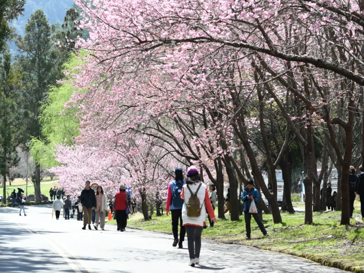 臺中市山上夜景推薦｜望高寮、大坑與武陵山區指南封面
