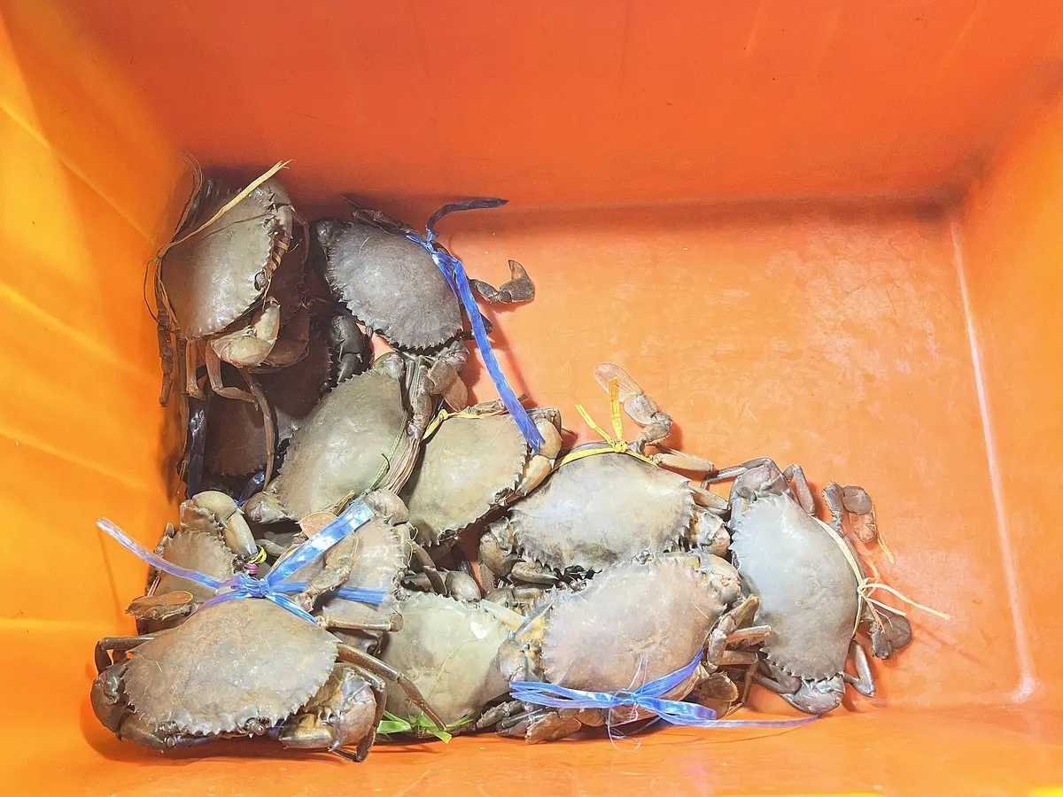 Crabs in night market MRD.jpg|Mike Dickison